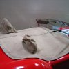 Cobra 427